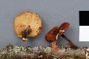 Polyporus leptocephalus image