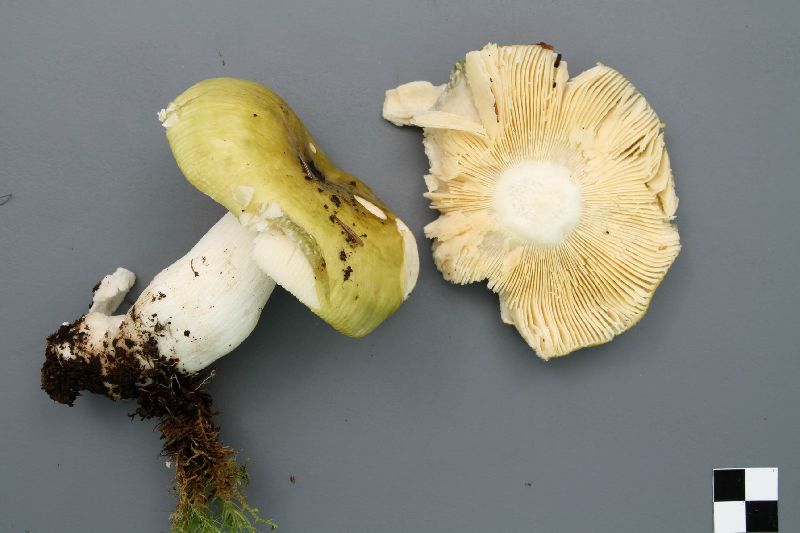 Russula citrinochlora image