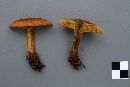 Cortinarius malicorius image