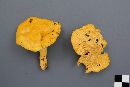 Cantharellus roseocanus image