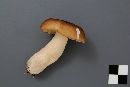 Russula brunneola image