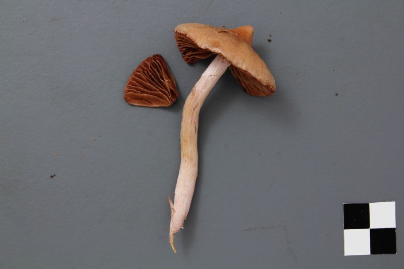 Cortinarius flos-paludis image