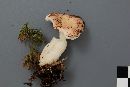 Russula aquosa image