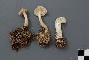 Tricholoma inamoenum image