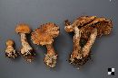 Cortinarius armillatus image