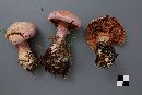 Cortinarius traganus image