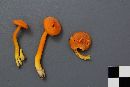 Hygrocybe squamulosa image