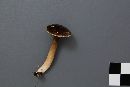 Lactarius lignyotus var. canadensis image