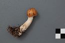Image of Cortinarius armeniacus