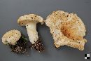 Lactarius deceptivus image