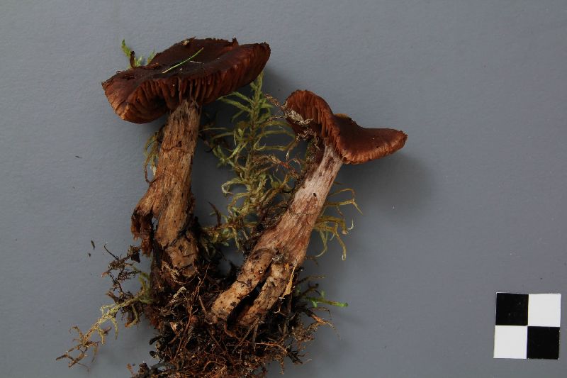 Cortinarius brunneus image