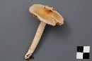 Cortinarius collinitus image