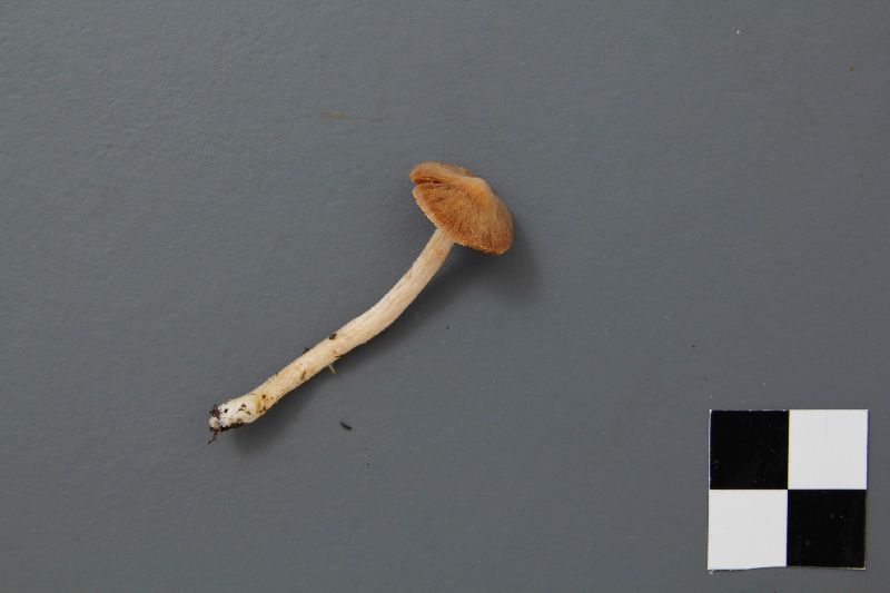 Cortinarius laetissimus image