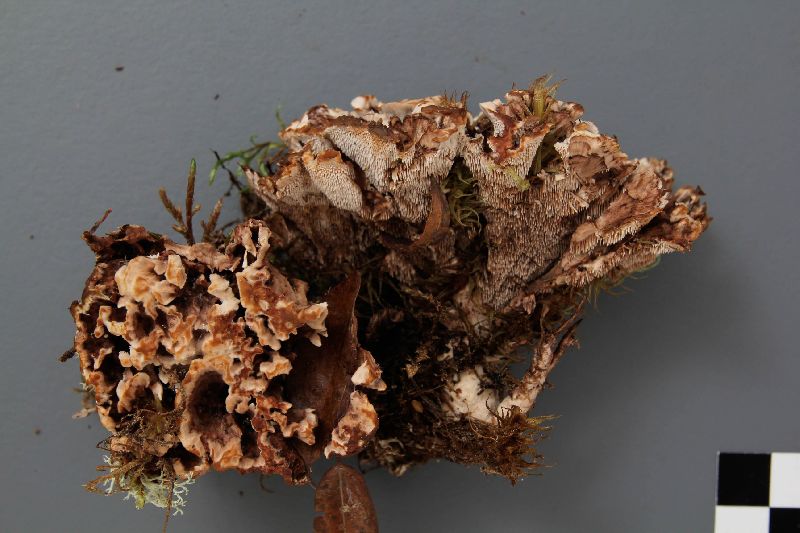 Hydnellum multiceps image