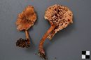 Laccaria bicolor image