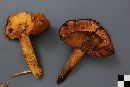 Cortinarius limonius image