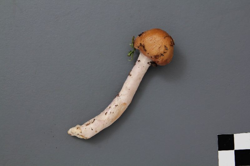 Cortinarius stillatitius image