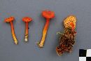 Hygrocybe squamulosa image