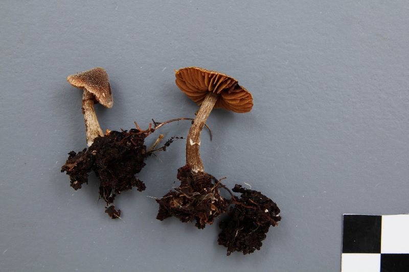 Cortinarius flexipes var. inolens image