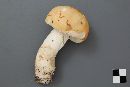 Russula paludosa image