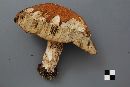 Leccinum vulpinum image