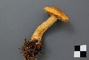 Cortinarius callisteus image