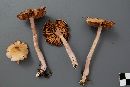 Cortinarius sertipes image