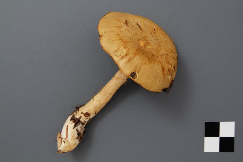 Cortinarius sphagnophilus image
