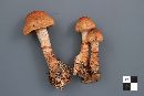 Cortinarius armillatus image