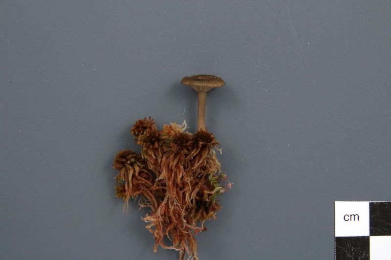 Arrhenia gerardiana image