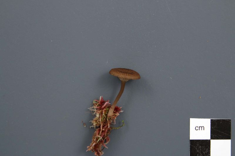 Arrhenia gerardiana image