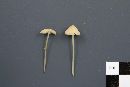 Mycena flavoalba image