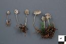 Mycena latifolia image