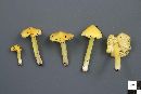 Hygrocybe acutoconica image
