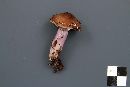 Cortinarius stillatitius image