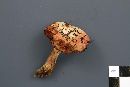 Chalciporus rubinellus image