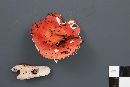 Russula peckii image