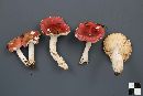 Russula humidicola image