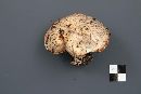 Suillus placidus image