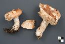Russula compacta image