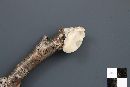 Tyromyces chioneus image