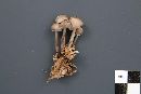 Mycena borealis image