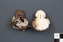 Amanita brunnescens image