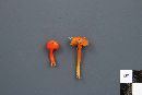 Hygrocybe miniata image