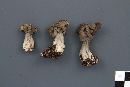 Helvella lacunosa image