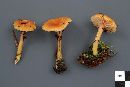 Hygrocybe laeta var. laeta image