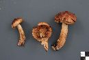 Tricholoma transmutans image