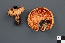 Lactarius thyinos image