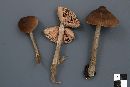 Entoloma strictius image