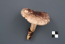 Lactarius mucidus image